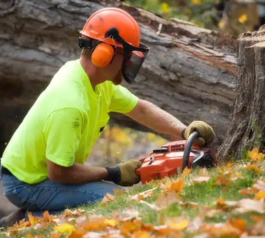 tree services Skidway Lake